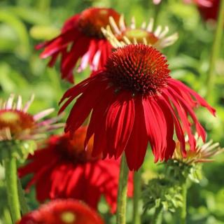 ECHINACEA PURPUROVÁ - LAKOTA RED