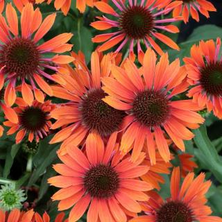 ECHINACEA PURPUROVÁ - ORANGE PEARL