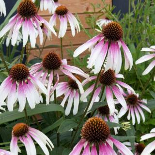 ECHINACEA PURPUROVÁ - PRETTY PARASOLS