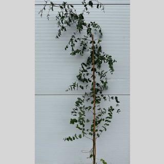 EUKALYPTUS GUNNII (KER) Výška rastliny: 180 - 200 cm
