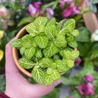 FITTONIA ALBIVENIS - LIME GREEN