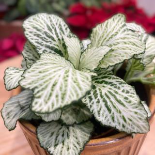 FITTONIA MOSAIC SNOW ANNE Farba: Biela