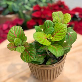 FITTONIA RED LINE GREEN
