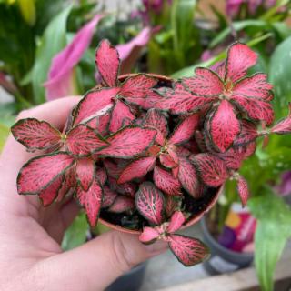 FITTONIA VERSCHAFFELTOVA - DEEP RED