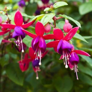 FUCHSIA VZPRIAMENÁ - FIALOVÁ (4 KUSOVÉ BALENIE)