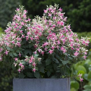 FUCHSIA WALTZ - JUBELTEEN