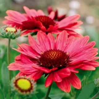 GAILLARDIA (KOKARDA) - ARIZONA RED SHADES