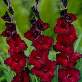 GLADIOLA - BLACK JACK (5 CIBUĽ)