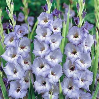 GLADIOLA - HER MAJESTY (2 CIBULE)