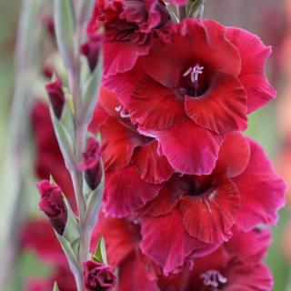 GLADIOLA - PLUM TART (5 HĽÚZ)