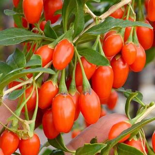 GOJI - SWEET LIFEBERRY®