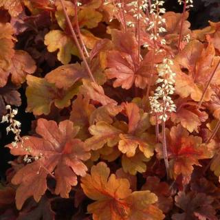 HEUCHERA - BUTTERED RUM