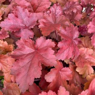 HEUCHERA - FIRE CHIEF