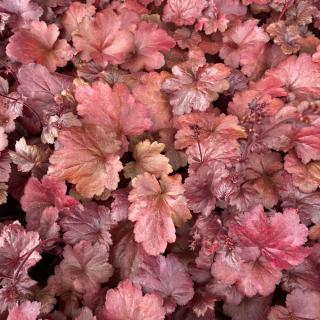 HEUCHERA - GALAXY