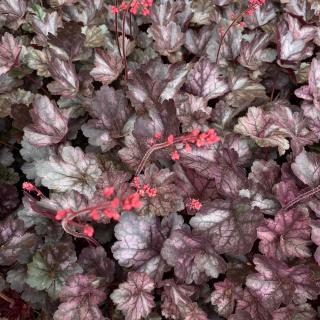 HEUCHERA - GLITTER