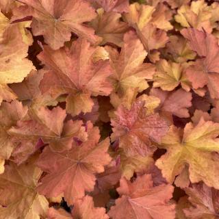 HEUCHERA - KASSANDRA