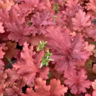 HEUCHERA - PEACHBERRY ICE