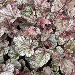 HEUCHERA - SILVER SCROLLS