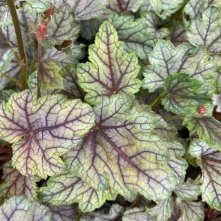 HEUCHERA - VENUS