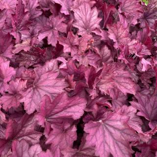 HEUCHERA - WILD ROSE