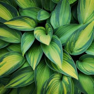 HOSTA - JUNE