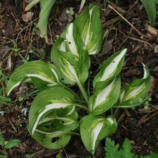 HOSTA UNDULATA - UNIVITTATA