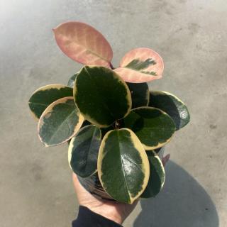 HOYA AUSTRALIS - BLONDIE