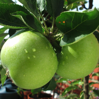 JABLOŇ GRANNY SMITH - PODPNÍK M9