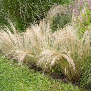 KAVYĽ PEROVITÝ (STIPA) - PONY TAILS (S)