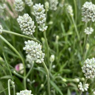 LEVANDUĽA ÚZKOLISTÁ - AROMANCE WHITE