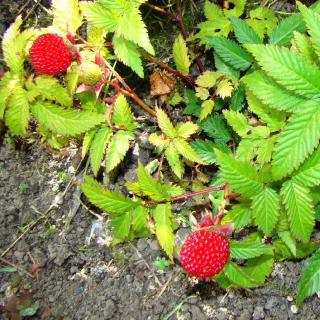 MALINOJAHODA RUBUS ILLECEBROSUS (KONTAJNER 2 LITRE)