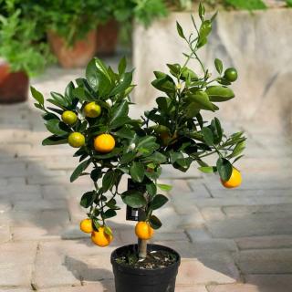 MANDARINKA - CALAMONDIN