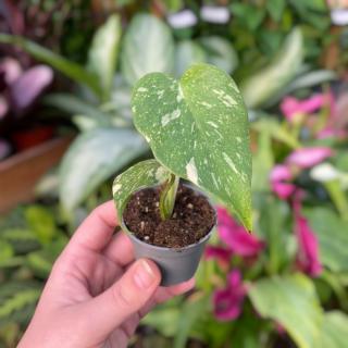 MONSTERA DELICIOSA  THAI CONSTELLATION  (BABY RASTLINKA)