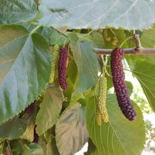 MORUŠA ALBA - GIANT FRUIT