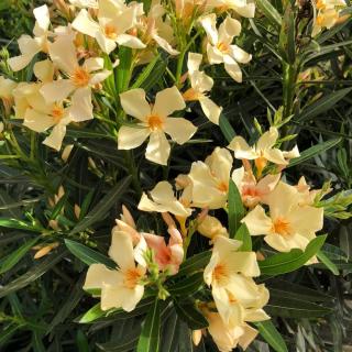 OLEANDER OBYČAJNÝ - ANGIOLO  (KER)