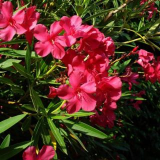 OLEANDER OBYČAJNÝ - ČERVENÝ (KMIENOK)