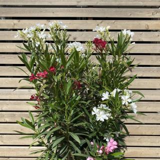 OLEANDER OBYČAJNÝ - MULTICOLOR