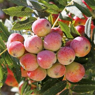 OSKORUŠA - SORBUS DOMESTICA (KONTAJNER) Výška rastliny: 130 - 150 cm