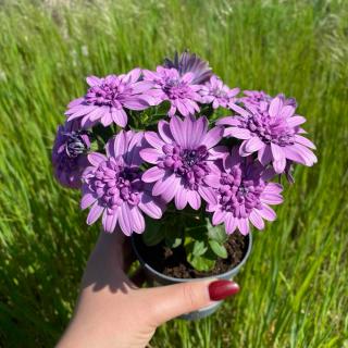 OSTEOSPERMUM - AFRICKÁ SEDMOKRÁSKA (FIALOVÁ)