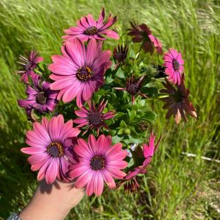 OSTEOSPERMUM - AFRICKÁ SEDMOKRÁSKA (RÚŽOVÁ)