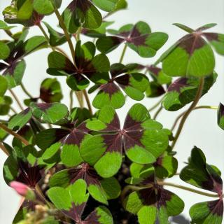 OXALIS (KYSLIČKA) - DEPPEI