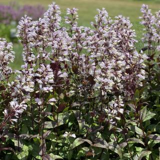 PENSTEMON DIGITALIS (DRAČÍK) - ONYX AND PEARLS