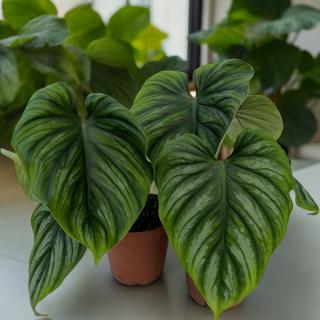 PHILODENDRON PLOWMANII