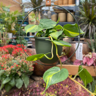 PHILODENDRON PREVISNUTÝ - BRASIL