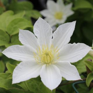 PLAMIENOK (CLEMATIS) - APOLLONIA