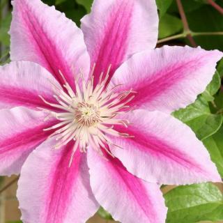 PLAMIENOK (CLEMATIS) - DR. RUPPEL