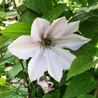 PLAMIENOK (CLEMATIS) - JOHN PAUL II.