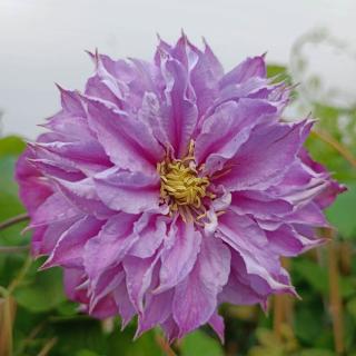 PLAMIENOK (CLEMATIS) - MULTI BLUE