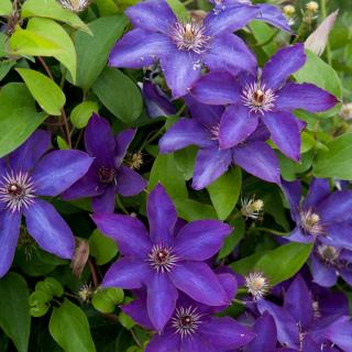 PLAMIENOK (CLEMATIS) - THE PRESIDENT