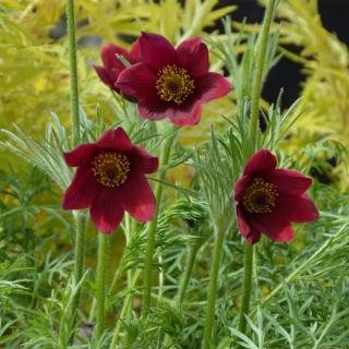 PONIKLEC PINWHEEL DARK RED SHADES